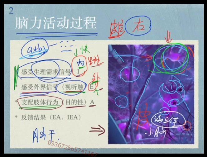 孙路弘如何学习数语外（2.12G标清视频）